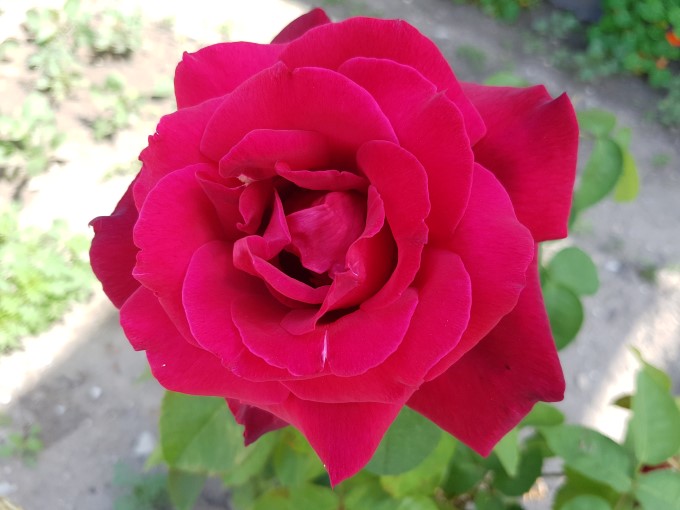 نمونه عکس گلکسی اس 7 از گل رز