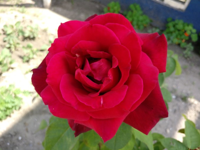 نمونه عکس وان پلاس 3 از گل رز