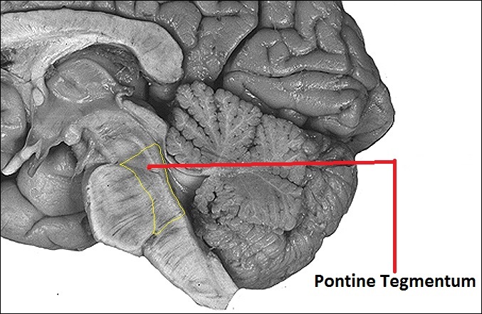 قسمت pontine tegmentum در مغز