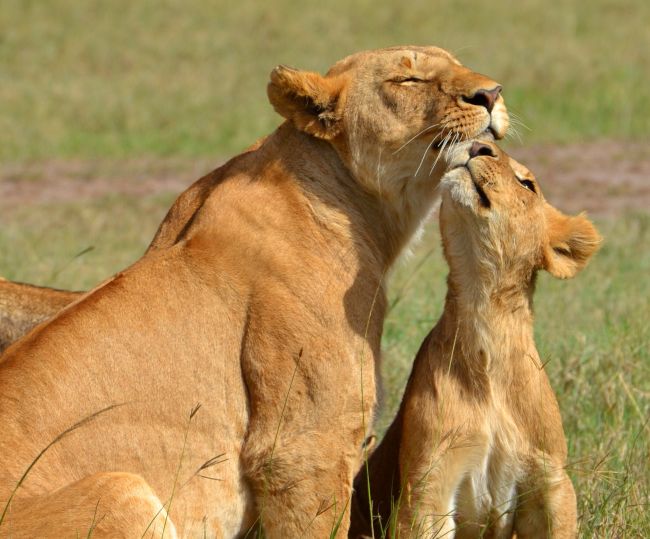 دیجی فکت؛ 10 حقیقت در مورد شیرها که احتمالا نمی‌دانستید