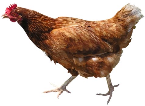 Chicken.jpg