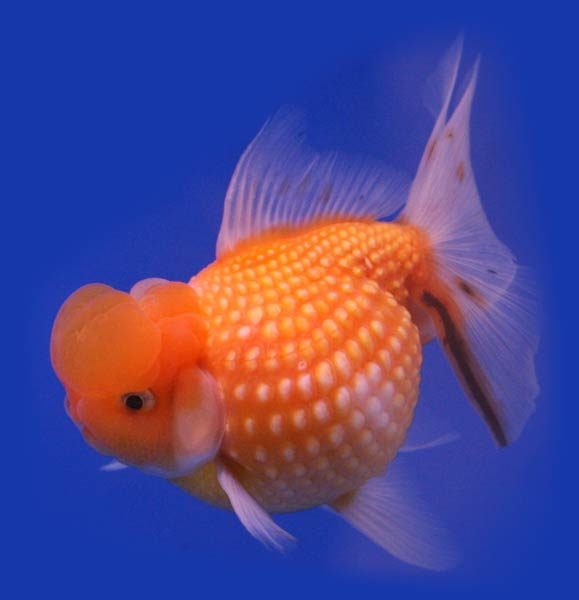 goldfish-579x600.jpg
