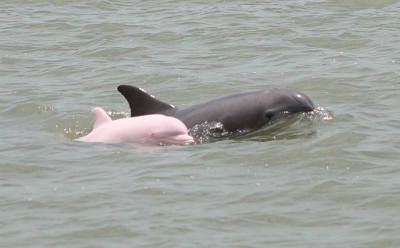 17 دانستنی جالب درباره دلفین ها؛ از ارتباط تلفنی تا خودشیفتگی!