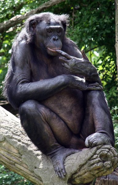 دیجی فکت: 19 دانستنی درباره‌ی میمون‌ها که برایتان جالب خواهد بود
