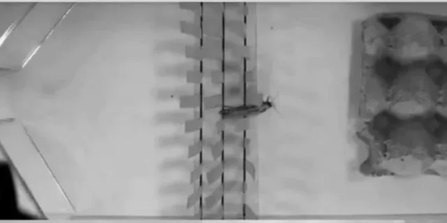 Cockroach robot