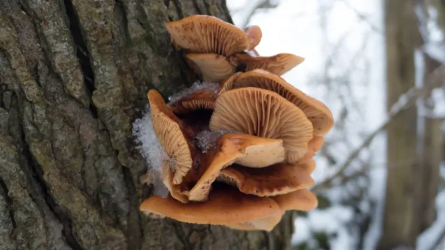 panasonic-cm1-fungi-original