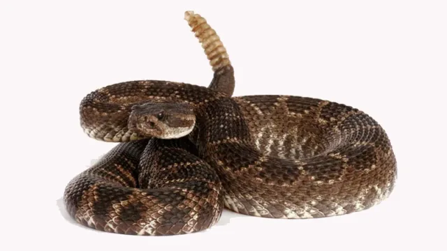rattlesnake