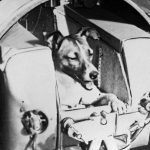 آموزش سگ های فضانورد