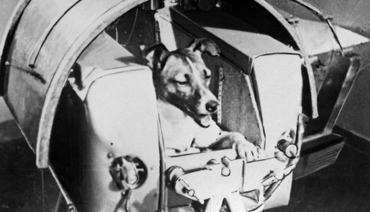 آموزش سگ های فضانورد