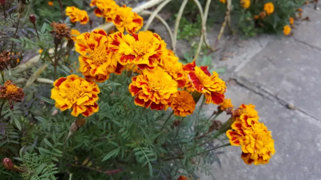 گلکسی نوت 5
