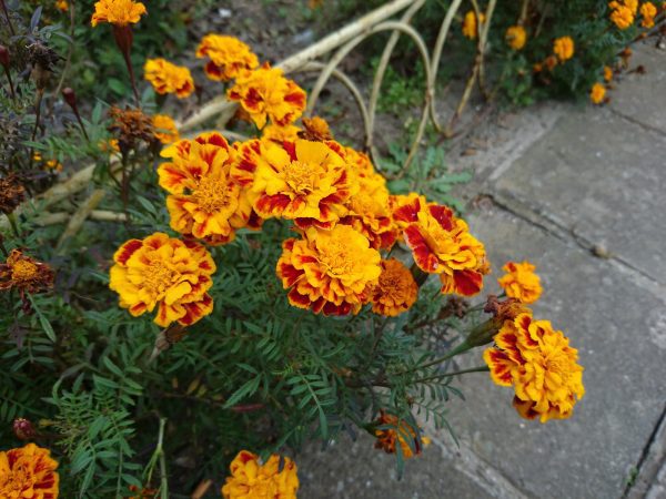 اکسپریا زد 5 پریمیوم