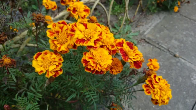 اکسپریا زد 5 پریمیوم
