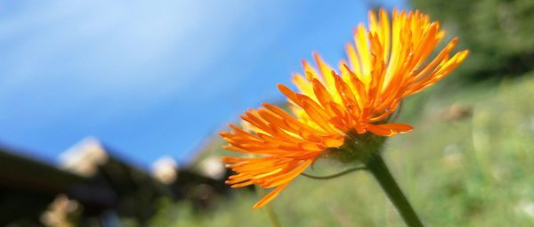 گوشی میزو ام ایکس 6