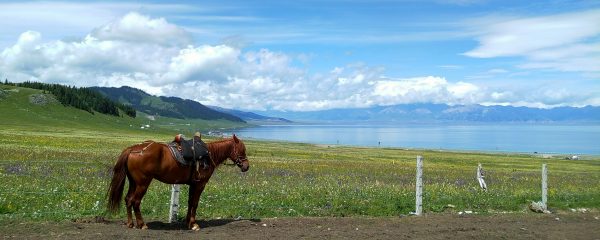 گوشی میزو ام ایکس 6