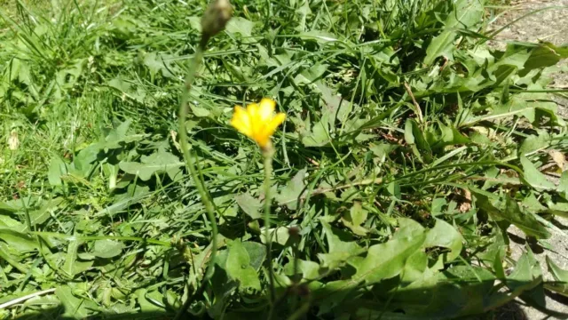 اچ پی الایت ایکس 3