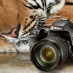 6 ترفند جذاب برای عکاسی هرچه بهتر در طبیعت وحشی