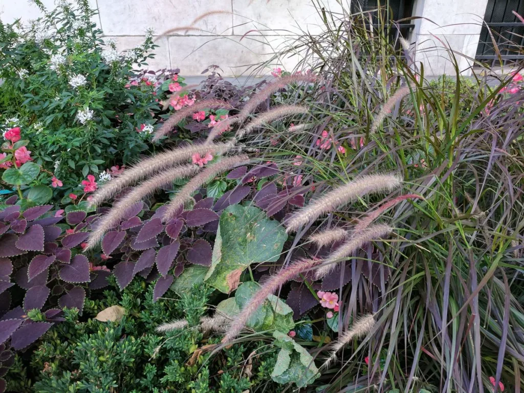 پیکسل ایکس ال عکس 3