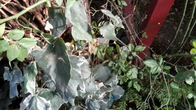 دوربین ردمی پرو