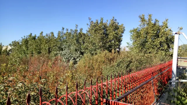 دوربین ردمی پرو
