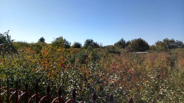 دوربین ردمی پرو