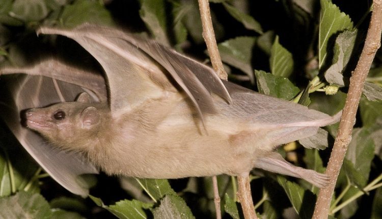 محققان با طراحی یک ماشین موفق به درک صدای خفاش‌ها شدند