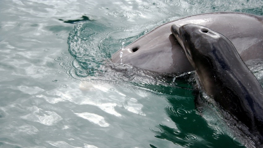 سلفی گرفتن باعث مرگ یک بچه دلفین شد!