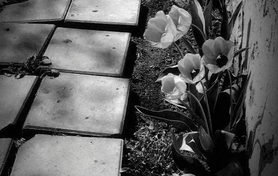 اپلیکیشن Dramatic B&W (تصویر 5)
