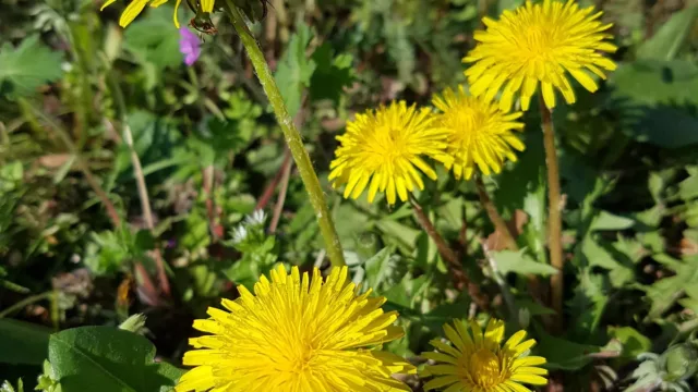 گلکسی اس 7 اج