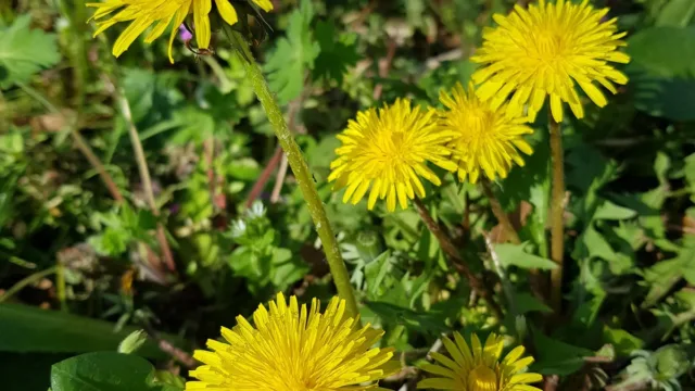 گلکسی اس 8