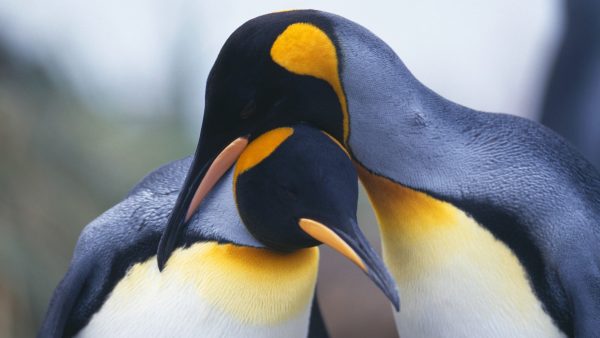 دیجی فکت: ۳۱ دانستنی درباره‌ی پنگوئن‌ها، پرندگانی از قطب