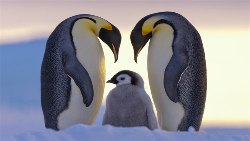 دیجی فکت: ۳۱ دانستنی درباره‌ی پنگوئن‌ها، پرندگانی از قطب