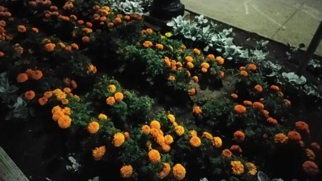 دوربین زد تی ای اکسون 7