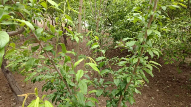 دوربین زد تی ای اکسون 7