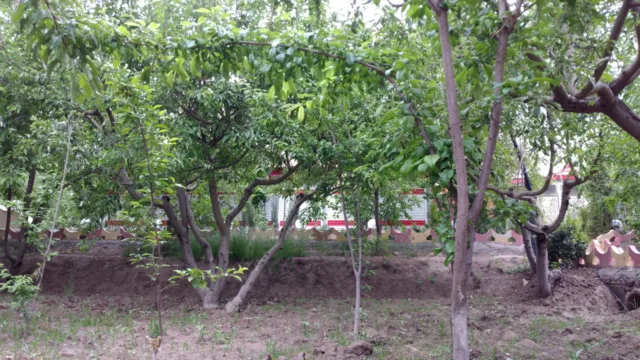 دوربین زد تی ای اکسون 7