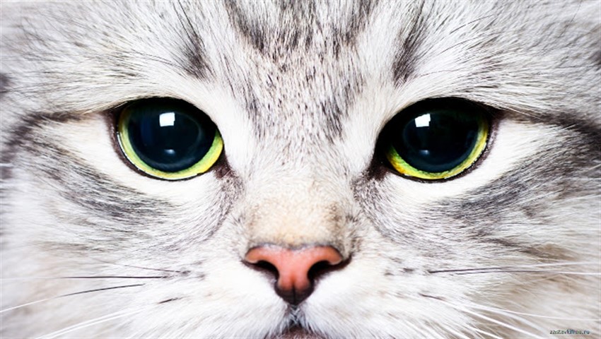 دیجی فکت: ۴۳ دانستنی درباره‌ی گربه‌های گوگولی