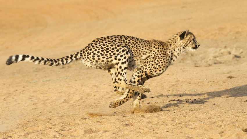 تاپ 10: با سریعترین حیوانات روی زمین آشنا شوید