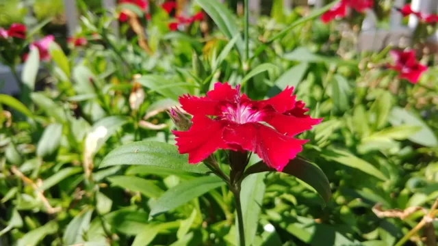 LG V30