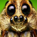 دیجی فکت: 24 حقیقت درباره‌ی عنکبوت‌ ها که باور نخواهید کرد!