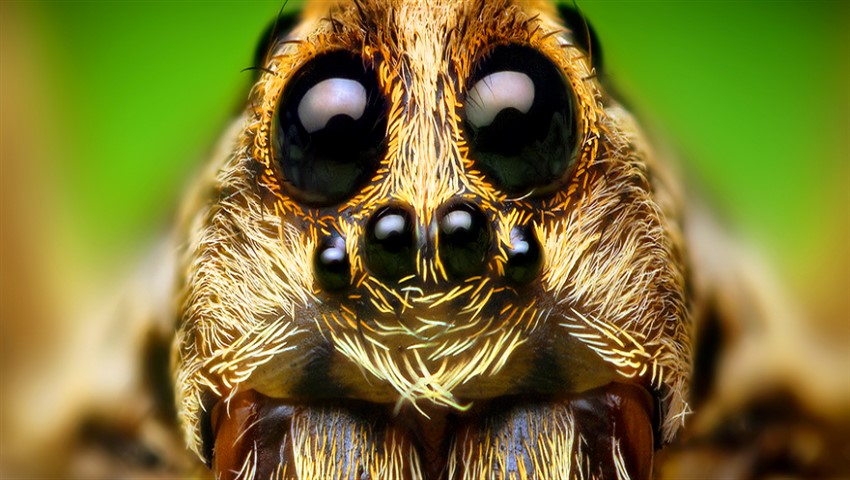 دیجی فکت: 24 حقیقت درباره‌ی عنکبوت‌ ها که باور نخواهید کرد!