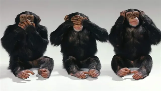 دیجی فکت: ۱۹ دانستنی درباره‌ی میمون‌ها