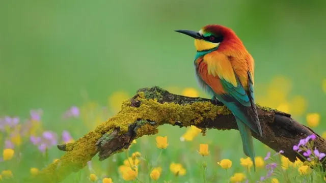 دیجی فکت:37 دانستنی درباره‌ی پرندگان