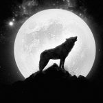 دیجی فکت: ۲۷ دانستنی درمورد گرگ‌ها