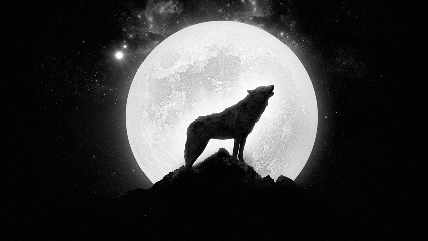 دیجی فکت: ۲۷ دانستنی درمورد گرگ‌ها