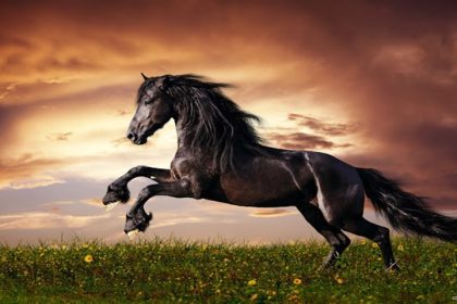 دیجی فکت: ۲۸ دانستنی درباره‌ی اسب‌ها