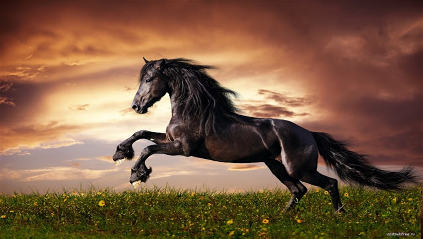 دیجی فکت: ۲۸ دانستنی درباره‌ی اسب‌ها