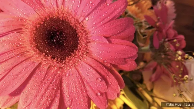 ردمی 5 و ردمی 5 پلاس