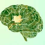 آیا مغز انسان مثل یک کامپیوتر کوانتومی کارمی‌کند؟
