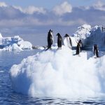دیجی فکت: با 35 دانستنی جذاب درباره‌ی قطب جنوب آشنا شوید