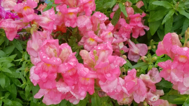 گلکسی اس 9