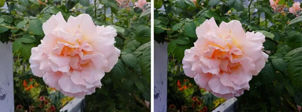 عکس گرفته شده با ال جی جی 7